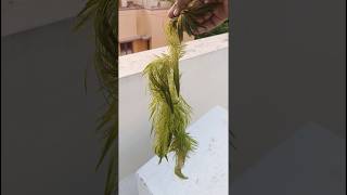 Foxtail plant ☘️  Easy maintenance Aquarium plant  beginner aquarium plant [upl. by Cann89]