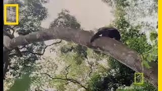 Chimps Hunting in Trees  National Geographic [upl. by Court]