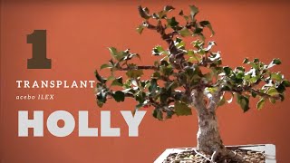 ğŸŒ³ Holly ilex acebo Bonsai 1 [upl. by Curtice]