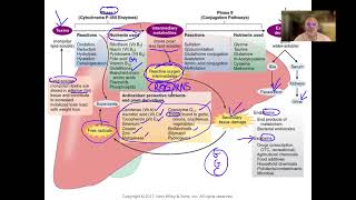 Liver Phase I and II detoxificationCytochrome P450 System [upl. by Robinet]