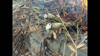 sap boils from Quercus geminata Sand Oak [upl. by Clarita153]