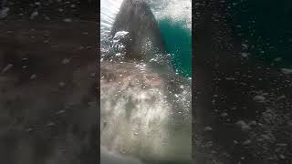 Great White Shark Blasting Past The Camera [upl. by Ellmyer561]