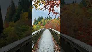 Autumn at Pitlochry nature autumn youtubeshorts travel traveling shorts shortvideo viral [upl. by Richela]