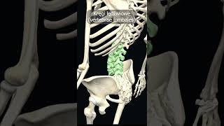 Kręgi lędźwiowe vertebrae lumbales uczymy razem shorts anatomia medycyna 3d anatomy [upl. by Allebram]