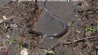 Caecilian  The Virtual Rainforest [upl. by Urd927]