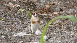 Szczygły Carduelis carduelis [upl. by Sadirah141]