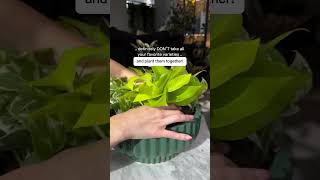 Combine your indoor plants in one pot [upl. by Estren268]