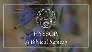 Hyssop A Biblical Remedy [upl. by Macknair477]