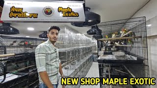 Maple EXOTIC come back with new shop 9372142313 petshop exoticbirdsshop [upl. by Nnaitak477]