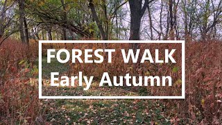 Relaxing Walk in Early Autumn Forest  Calm Guitar Music amp Nature Sounds for Relaxation 🌲🍁 [upl. by Eduino]