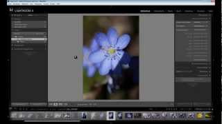 Lightroom  Sortieren und Organisieren [upl. by Atnauqal431]