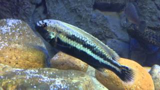 Male melanochromis auratus [upl. by Divod]