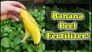 Banana Peel Fertilizer  3 Ways To Use Banana Skins In Your Garden [upl. by Nylanaj]