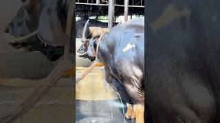 Massive Baahubali bull Getting Showered 2024  Goyal Farming 2024 [upl. by Nylleoj]