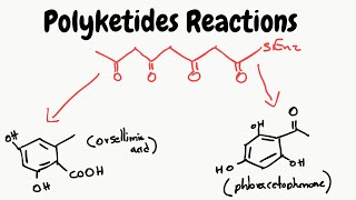 Reactions of Polyketides  Biosynthesis pathways [upl. by Yeta]