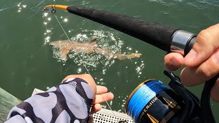 How to Catch BIG SHARKS in South Florida [upl. by Enobe]