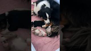 💕 only Love 💕 Puppy with Mum love doglover [upl. by Curtis]