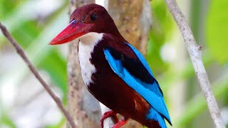 Kingfisher Whitethroated kingfisher [upl. by Aldwon]