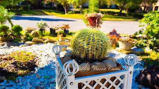 Autumn Replanting Transforming Golden Barrel Cactus amp Jade Tree Bonsai 🌵🍂 [upl. by Aleiram]