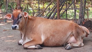 বাঘাবাড়ির প্রান্তিক খামারী থেকে সংগ্রহীত গাভীটি সংগ্রহ করতে যোগাযোগ করুন01875301819 মিঠু। [upl. by Arlen175]