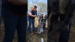 Sheep Tips  Drenching a sheep [upl. by Sefton153]