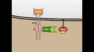 The MAP Kinase MAPK signalling pathway [upl. by Eiznikam]