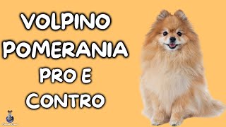 Volpino Pomerania Pro e Contro [upl. by Niwri]