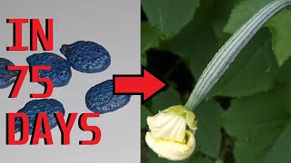 How to grow Luffa Acutangula Ridge Gourd from seeds [upl. by Nonnairb]