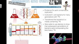 Meselson and Stahl Experiment 2016 IB Biology [upl. by Korman]