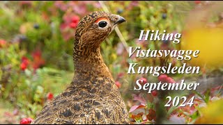 Autumn Hiking Vistasvagge Kungsleden September 2024 first Impressions Wandern in Sapmi Lappland [upl. by Mazlack]