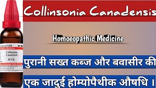 Collinsonia Canadensis  Use For Chronic Constipation amp Bleeding Piles Homoeopathicvines [upl. by Acilef557]