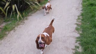 Basset brothers come running [upl. by Daraj]