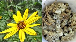 Harvesting Jerusalem Artichoke Tubers Helianthus tuberosus [upl. by Birk670]