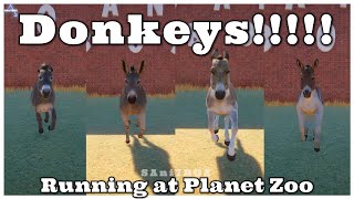 Donkey More donkeys See you at Planet Zoo  North American Somali Onager Kiangdonkeys [upl. by Yovonnda]