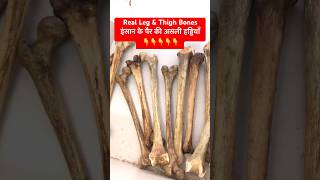 Original Leg Bones। पेरों की असली हड्डियाँ shorts viralshorts [upl. by Ariahaj]