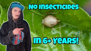 How To Garden Without Insecticides 😁 [upl. by Kincaid]