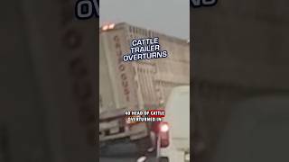 Cattle Trailer Overturns [upl. by Atiuqrahs]