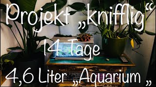 46 Liter „Aquarium“ aquarium aquaristik [upl. by Helaina]