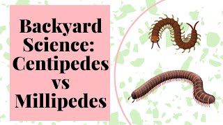 Centipedes vs Millipedes [upl. by Emixam118]