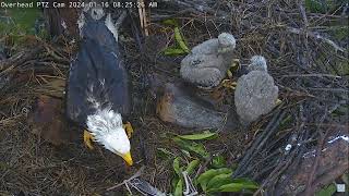 Captiva Eagle Cam 16012024 0817 [upl. by Luo]