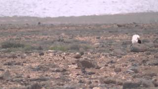 Kragentrappen auf Fuerteventura  Outardes Houbara Bustards [upl. by Nyrok532]