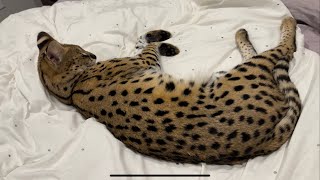 Wild African Serval Cat Pet [upl. by Na]