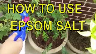 How to use Epsom Salt for plants  Fertilizer for plants  Liquid Fertilizer for plant [upl. by Nirik784]