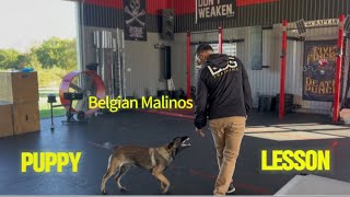 RawUnedited 6 month Belgian Malinois “Major”  Ecollar Lesson [upl. by Otis]