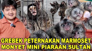 Grebek Peternakan Monyet Mini Piaraan Level Sultan  Marmoset [upl. by Natasha335]