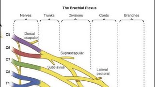 Anatomi Pleksus Brachial [upl. by Eislehc]