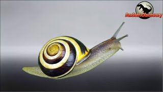 Mollusks Part 1  The Happy Evolutionary Journey of Gastropoda  Evolution Story [upl. by Auhsuoj]