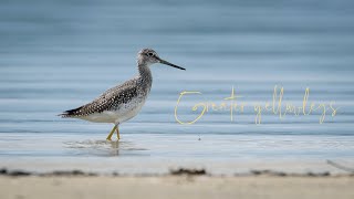 Witness the beauty of Greater yellowlegs [upl. by Anippesuig]