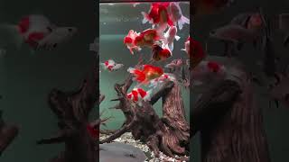 FISHER BOY FISH LOVERyoutubeshorts shortsviral fishvideo [upl. by Brynn]