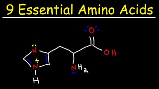 Essential Amino Acids [upl. by Gibb166]